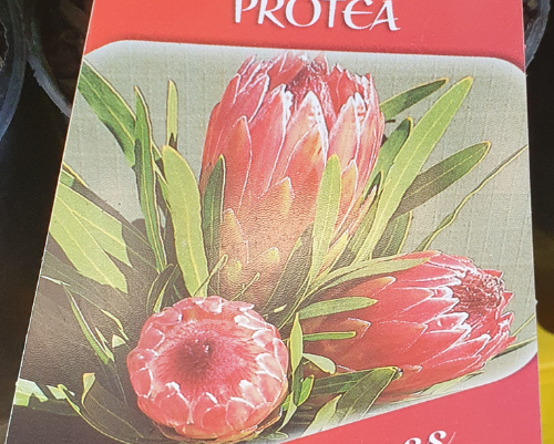 Buy protea online perth