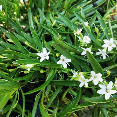 buy myoporum WA