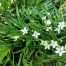 buy myoporum WA