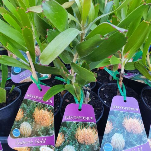 Buy Leucospermum Perth WA