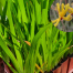 Buy tall yellow kangaroo paw perth