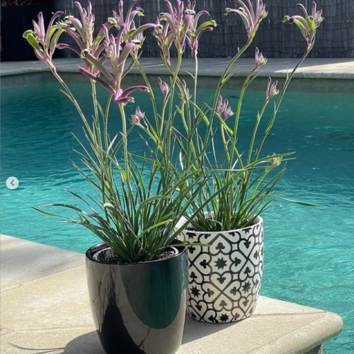 buy purple kangaroo paw perth