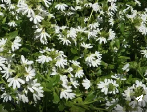 white fanflower perth