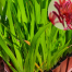 buy cheap plants online perth tubestock