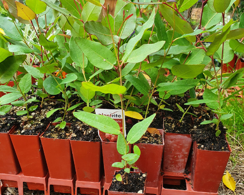 Red Flowering Gum, Corymbia ficifolia, Snippy's Yard, Perth Garden  Centre, Native Plant Nursery