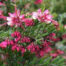buy cheap grevillea perth