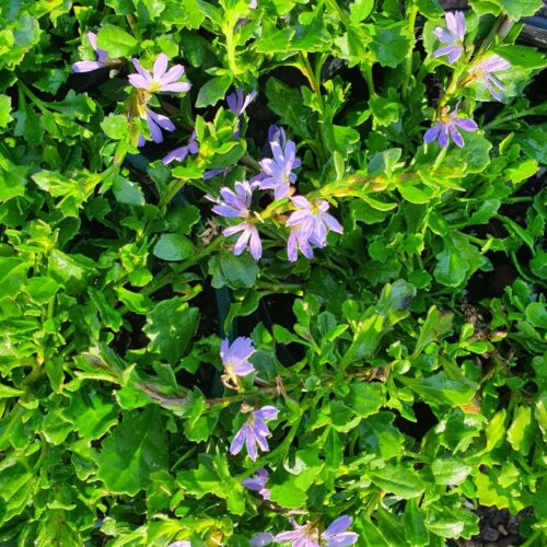 buy groundcovers perth online