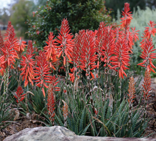 Sea urchin aloe buy online