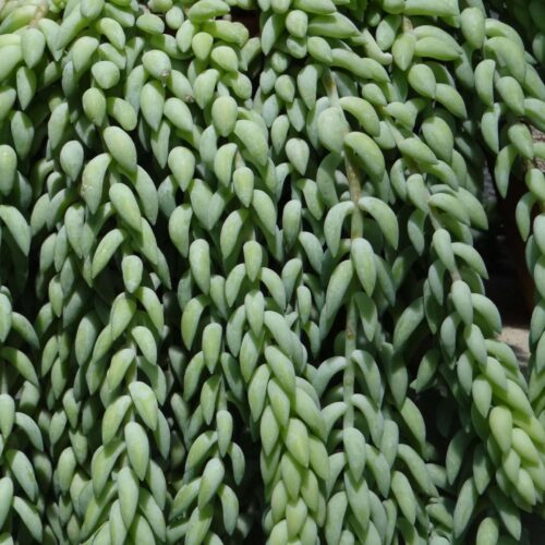 Sedum Donkey Tail buy online