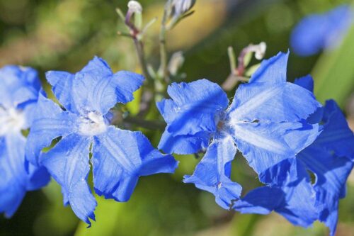 electric blue leschenaultia buy online