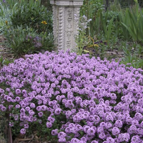 Thymus Pink Perth online