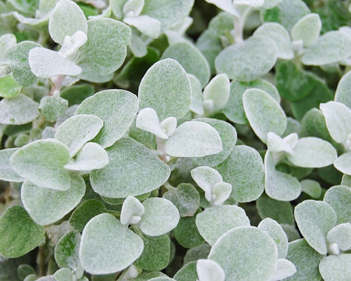 Buy Helichrysum petiolare 'Hi Ho Silver' Perth WA