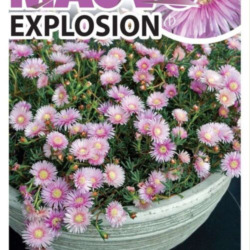 Buy mauve explosion perth