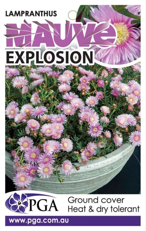 Buy mauve explosion perth