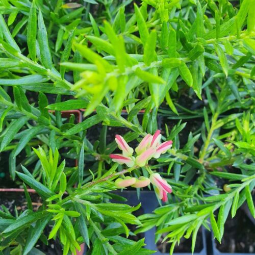 buy hills jubliee perth grevillea