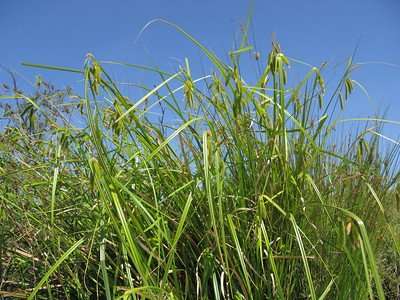 buy sedges and rushes perth