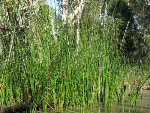 Buy rushes and sedges perth
