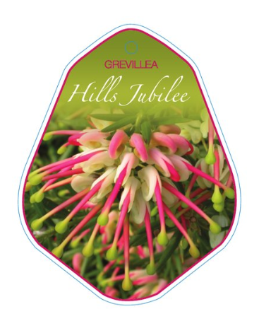 Buy grevillea hills Jubilee perth