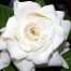 buy gardenia perth