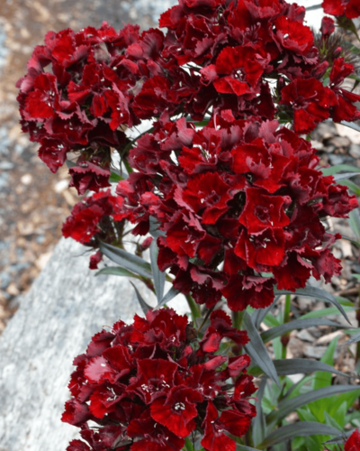 Dianthus Heart Attack online