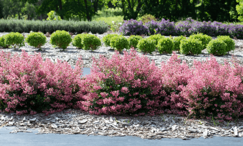 Escallonia 'Hedge With an Edge Appleblossom' - The Plant Cellar