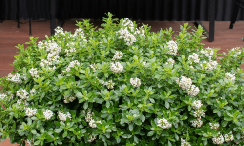 Hedge With an Edge White flowers online