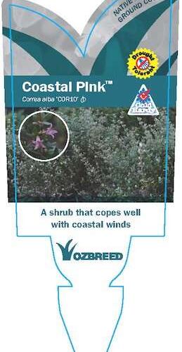 coastal pink buy perth