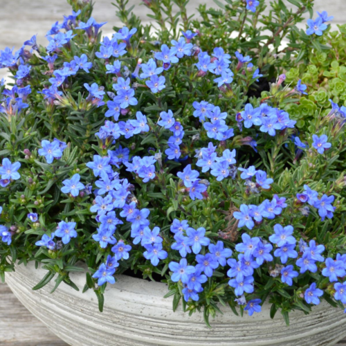 Heavenly Blue online plants