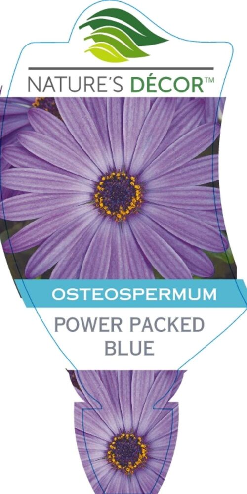 Osteospermum 'Power Packed Blue' African Daisy perth