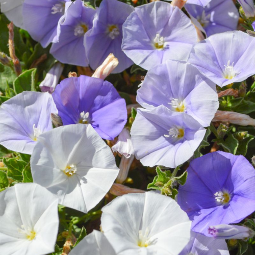 Convolvulus Two Moons perth plants