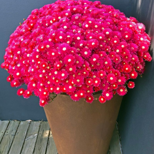 Lampranthus Red Explosion perth plants