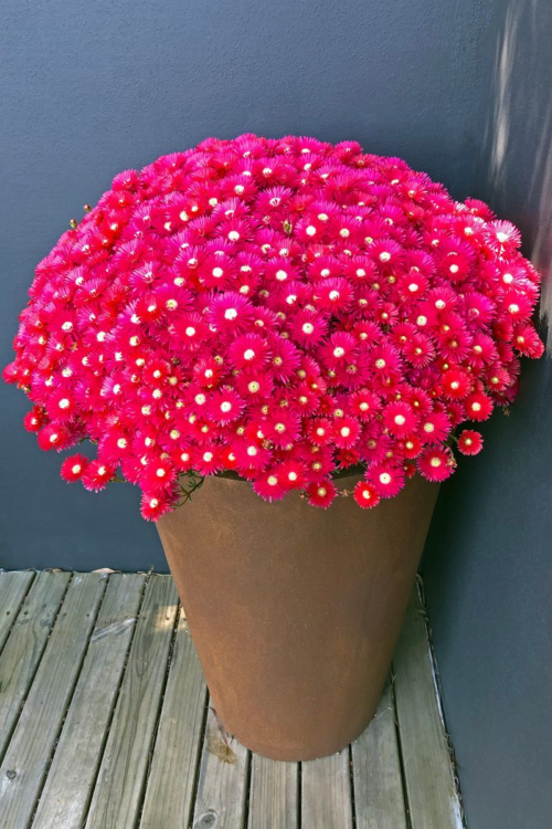 Lampranthus Red Explosion perth plants