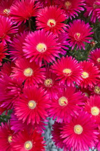 Lampranthus Red Explosion buy online now