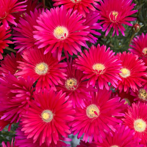 Lampranthus Red Explosion buy online now