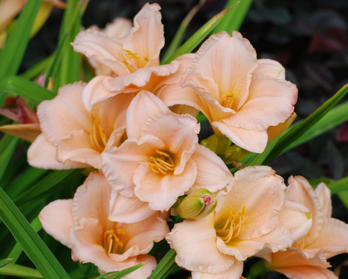 buy day lily perth