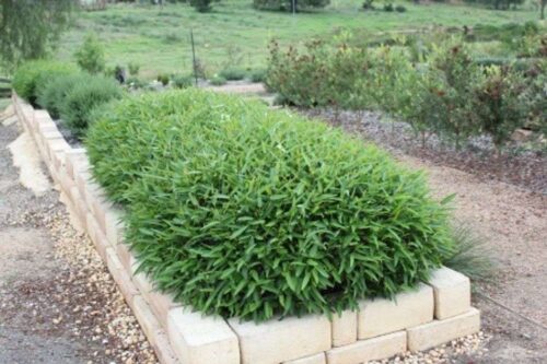 Buy ground covers perth