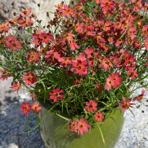 Coreopsis 'Rum Punch' buy perth