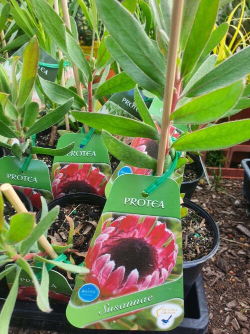 Protea perth
