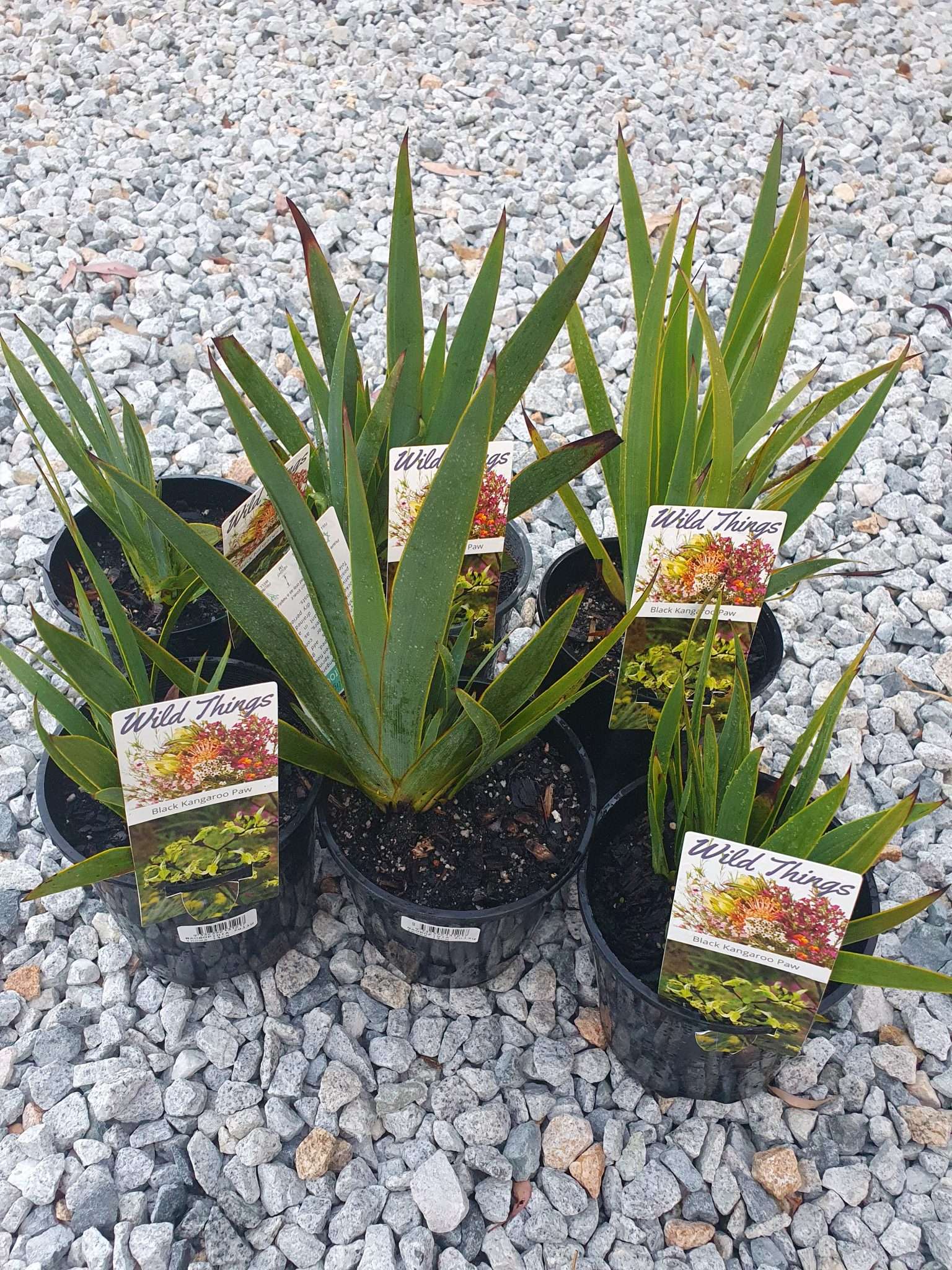 Macropidia fuliginosa ' Black Kangaroo Paw' - The Plant Cellar