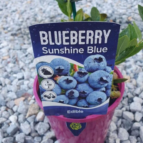 Buy dwarf blueberry perth