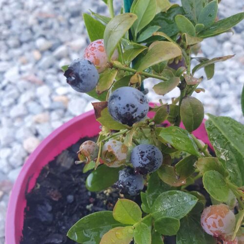 Buy blueberry plants perth