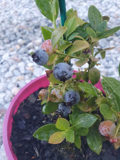 Buy blueberry plants perth