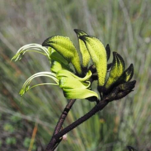 buy black kangaroo paw perth