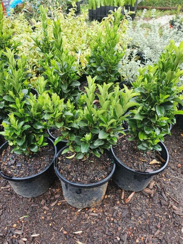 Euonymus japonicus microphyllus 'Tom Thumb' - The Plant Cellar