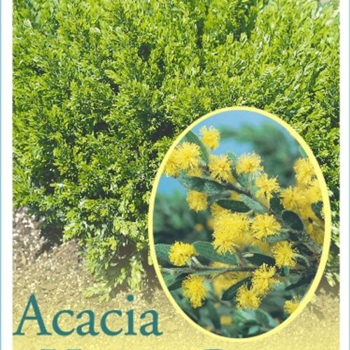 Buy Acacia howittii honey bun perth