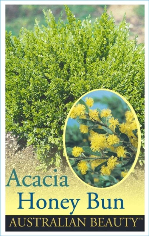 Buy Acacia howittii honey bun perth