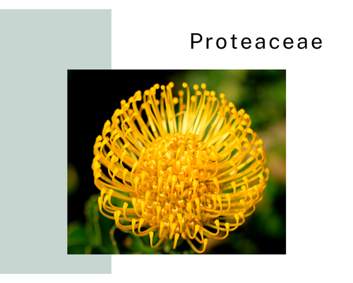 Buy protea perth