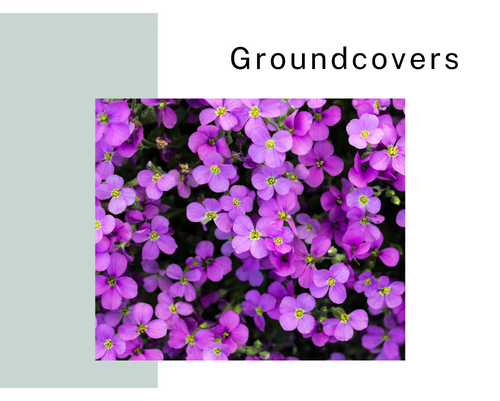buy ground covers perth