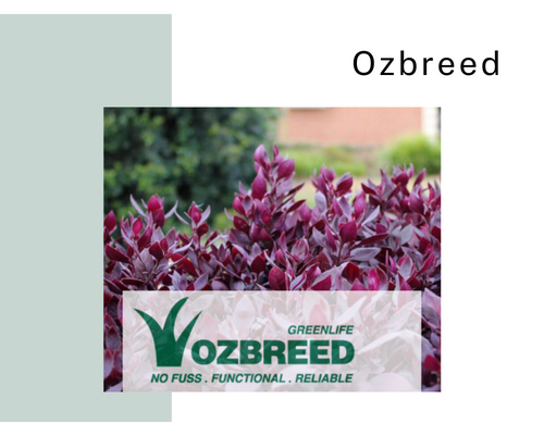 buy Ozbreed plants online perth