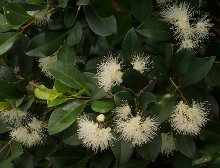 Syzygium Australe ‘resilience Lilly Pilly The Plant Cellar